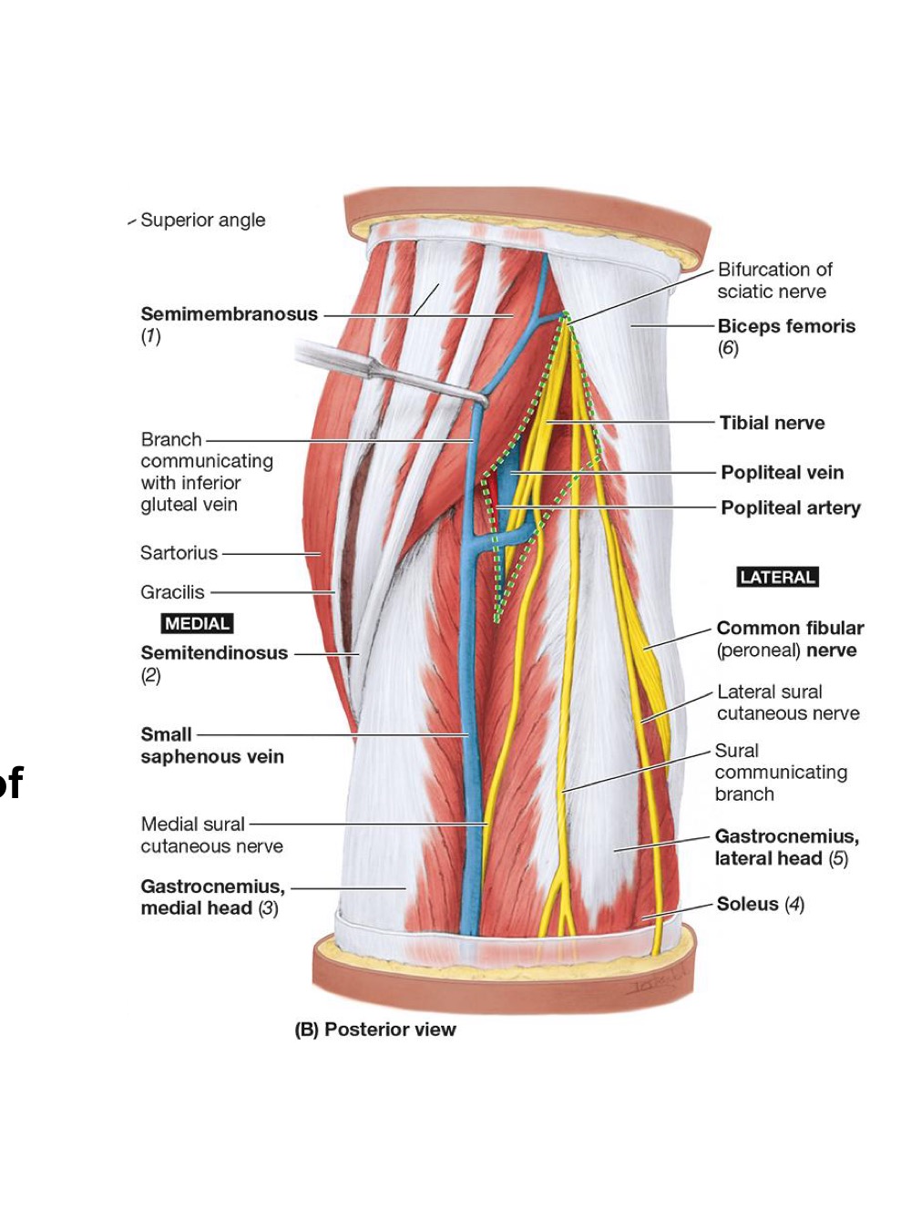 <ul><li><p><strong>Popliteal A,</strong></p></li><li><p><strong>Popliteal V.</strong></p><ul><li><p><strong>Small Saphaneous drains into</strong></p></li></ul></li><li><p><strong>Tibial N.</strong></p></li><li><p><strong>Common Fibular (Peroneal) N.</strong></p></li><li><p><strong>POST Cutaneous N. of the THIGH</strong></p></li><li><p><strong>Popliteal Lymph Nodes + Lymphatic Vessels</strong></p></li></ul><p></p>