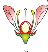 <p>bloembodem onder vruchtbeginsel (streep onder de G bij bloemformule)</p>