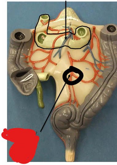 <p>what is this tissue </p>