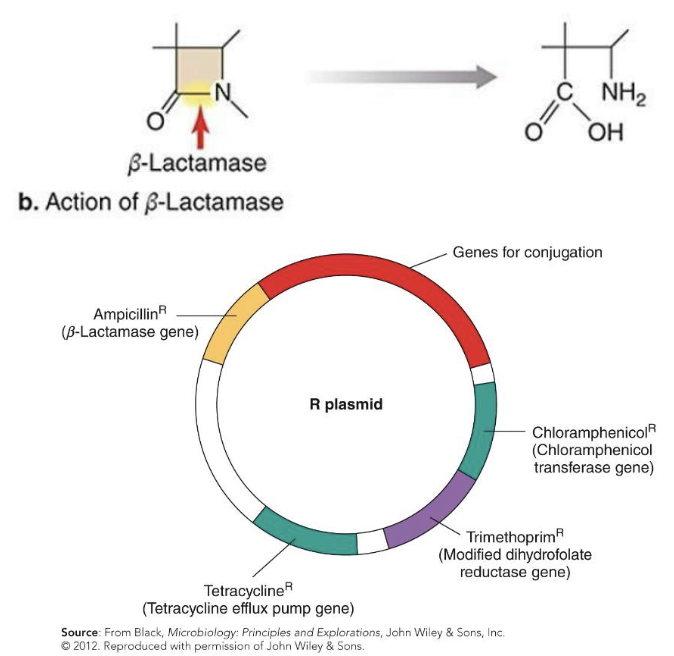 <p>Resistance to <strong><em>β-lactams </em></strong>achieved in four ways:</p><ol><li><p>β-lactamase production (drug inactivation)</p><ul><li><p>Often mediated through genes carried on R plasmids</p></li></ul></li><li><p>Alteration of penicillin-binding proteins (PBPs) (alteration of drug target site)</p></li><li><p>Reduction of membrane permeability to the drug (drug inaccessibility)</p></li><li><p>Efflux (pumping) of the drug from the cell</p></li></ol><p></p>