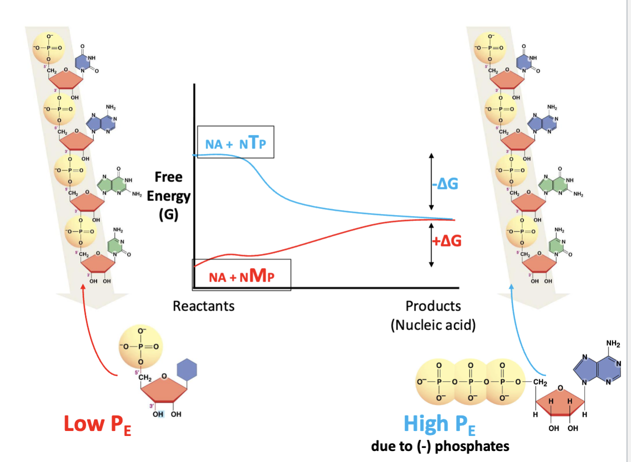 <p>Triphosphates have increased Potential Energy!</p>