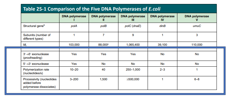 <ul><li><p>DNA Pol II is the processive polymerase</p></li><li><p>Pol I is the only one with the 5’→3’ exonuclease </p></li></ul><p></p>