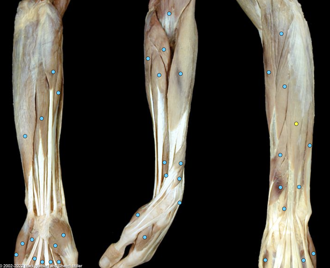 knowt flashcard image