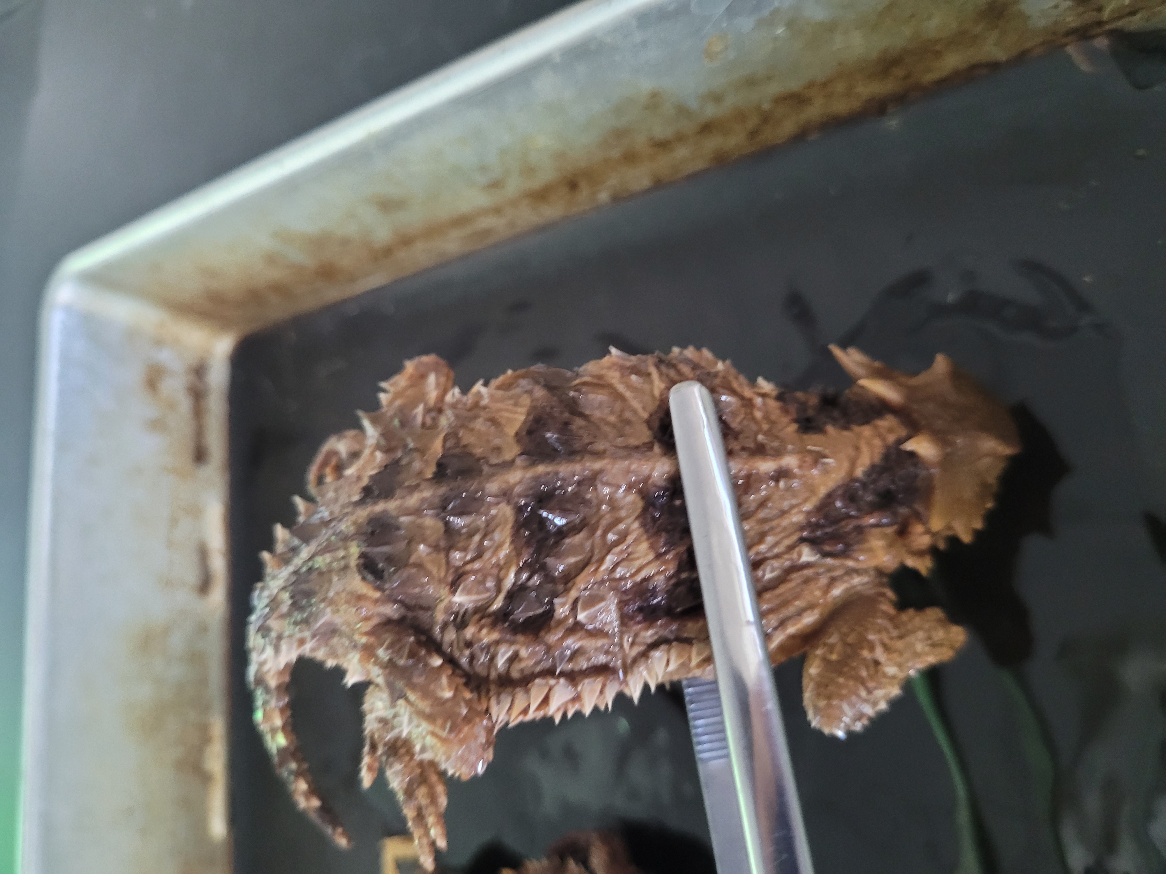<p>What species is this</p>