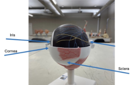 <p>sclera, cornea, lens</p>