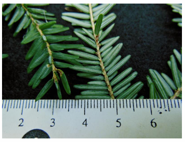 <p>hemlock</p>
