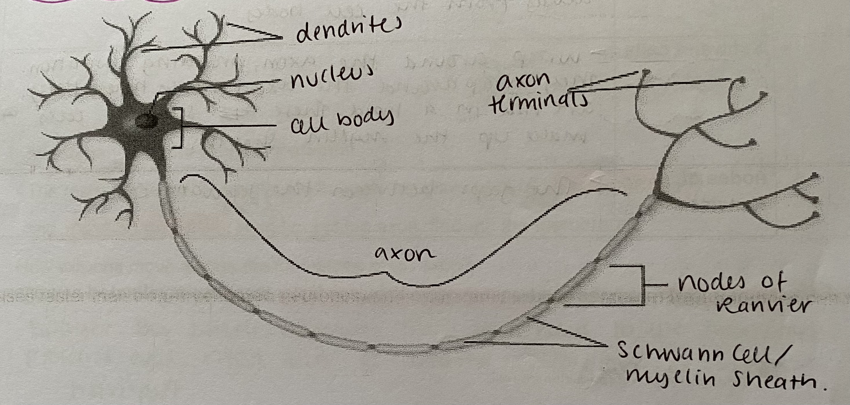 <ul><li><p>Dendrites</p></li><li><p>Nucleus</p></li><li><p>Cell body </p></li><li><p>Axon</p></li><li><p>Axon terminals </p></li><li><p>Nodes of Ranvier</p></li><li><p>Schwann cells/ myelin sheath </p></li></ul><p></p>