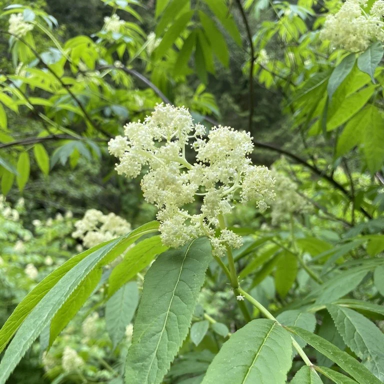 <p>Red Elderberry</p>