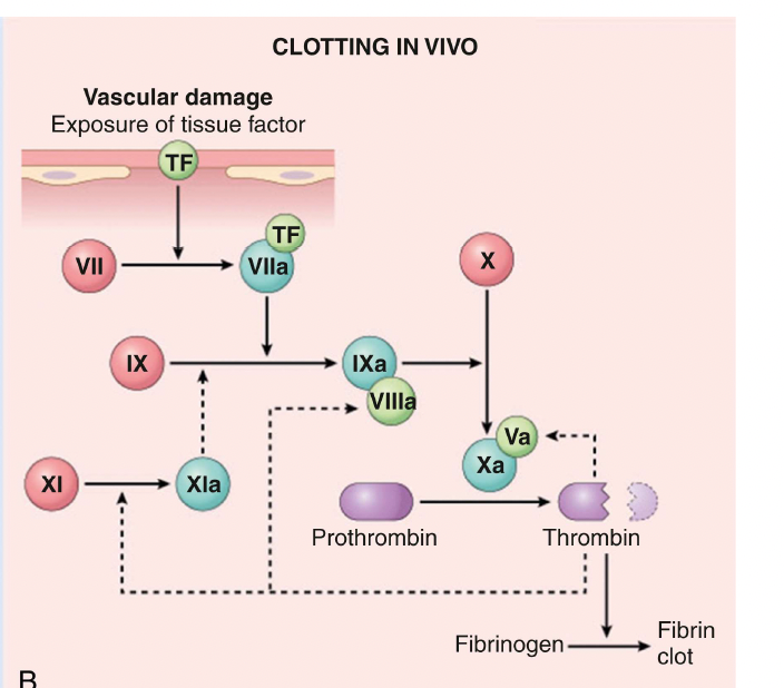 <p>Factor XIII</p>
