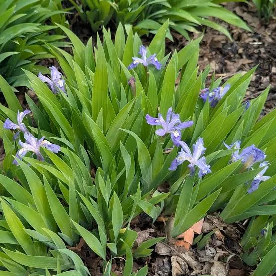 <p>Iris cristata</p>