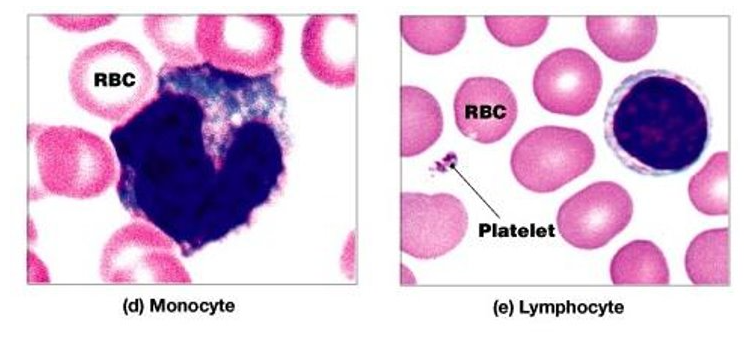 <p>has cytoplasmic granules but they do not appear with staining (they’re inconspicuous!)<br></p><p>types include:</p><ul><li><p>monocyte</p></li><li><p>lymphocyte</p></li></ul><p></p>