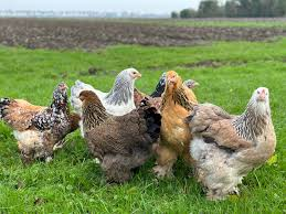 <p>wat voor ras is dit?</p>