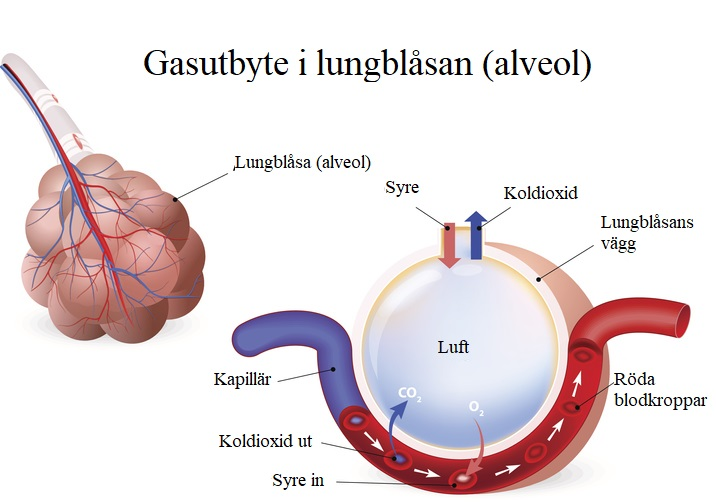 <p><span style="background-color: transparent; font-family: "Cormorant Garamond", serif;"><strong>Gasutbyte: </strong>luften i <mark data-color="#f0e0ff" style="background-color: rgb(240, 224, 255); color: inherit;">alveolerna</mark> består av 21% syrgas och 0,04% CO<sub>2 </sub>(inandningsluften). Blodet som rinner i kapillären är syrefattigt vilket gör att inandningsluftens syre <mark data-color="#f0e0ff" style="background-color: rgb(240, 224, 255); color: inherit;">diffunderar</mark> in i kapillären och koldioxid ut ur kapillären. Detta ger en utandningsluft med 14% syrgas och 5% CO<sub>2</sub>.</span></p><p><span style="background-color: transparent; font-family: "Cormorant Garamond", serif;">Tack vare <strong><mark data-color="#f0e0ff" style="background-color: rgb(240, 224, 255); color: inherit;">koncentrationsgradienten</mark>: </strong>koldioxid </span><span style="background-color: transparent; font-family: "Cormorant Garamond", serif; color: rgb(0, 0, 0);"><strong><mark data-color="#f0e0ff" style="background-color: rgb(240, 224, 255); color: inherit;">diffunderar</mark></strong></span><span style="background-color: transparent; font-family: "Cormorant Garamond", serif;"> in i alveolen genom <mark data-color="#f0e0ff" style="background-color: rgb(240, 224, 255); color: inherit;">cellmembranet</mark> och syret <strong><mark data-color="#f0e0ff" style="background-color: rgb(240, 224, 255); color: inherit;">diffunderar</mark></strong> från <mark data-color="#f0e0ff" style="background-color: rgb(240, 224, 255); color: inherit;">alveolen</mark> ut till blodet. Sker enkelt eftersom syre och CO2 är små oladdade molekyler - inga membranproteiner, pumpar, eller energi behövs - <strong>passiv transport</strong>.</span></p>