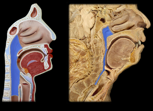<p><span>Pharynx</span></p>