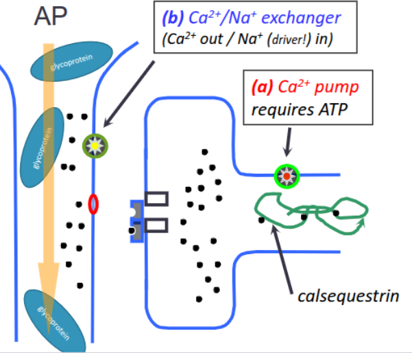 <ol><li><p>AP moves along large T-tubule</p></li><li><p></p></li></ol><p></p>