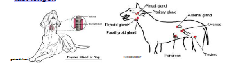 <p>Endocrine glands: Ductless organs that</p><p>produce and secrete hormones into the</p><p>bloodstream or into their surrounding fluid.</p><p>Do not act with the high speed of neural impulses,</p><p>but the chemical messages and responses can</p><p>last longer.</p>