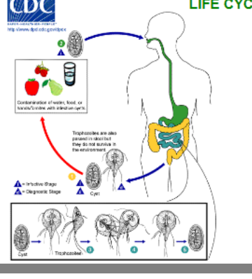 <p>only ONE host; direct life cycle</p><p>cysts ingested and in small intestine, <strong>excystation </strong>release <strong>trophozoites </strong>(each cyst = two trophozoites)</p><p>trophozoites multiple by longitudinal binary fission, remaining in lumen of proximal small bowel where they can be free or attached to mucosa by ventral sucking disk</p><p><strong>encystation </strong>occurs as parasites transit toward colon</p><p>cyst is stage most commonly found in non-diarrheal feces</p>