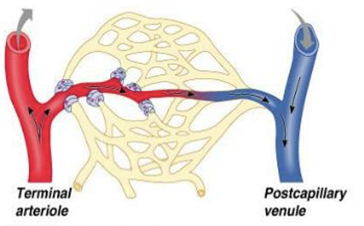 <p>Precapillary sphincters closed</p>