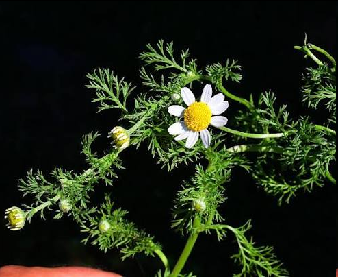 <p>is a branching, foul-smelling annual plant recognized by its finely divided, feathery leaves and daisy-like flower heads. Growing between 30 and 60 cm tall, it features bright white outer petals surrounding a dense, raised, yellow central dome.</p>