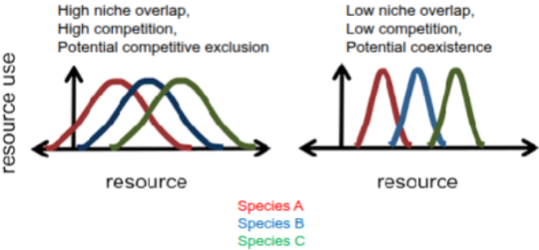 <ul><li><p><span style="background-color: transparent;">Species reduce competition by using different parts of the environment or resources</span></p></li><li><p><span style="background-color: transparent;">More niche partitioning → less competition → greater coexistence (usually)</span></p></li><li><p><span style="background-color: transparent;">Ex: Warblers (Robert MacArthur)</span></p><ul><li><p><span style="background-color: transparent;">5 bird species forage in the same trees</span></p></li><li><p><span style="background-color: transparent;">Fundamental niche: all could forage anywhere in the tree</span></p></li><li><p><span style="background-color: transparent;">Realized niche: each species feeds in different tree sections</span></p></li><li><p><span style="background-color: transparent;">This reduces competition and allows coexistence</span></p></li></ul></li></ul><p>Niche overlap can indicate the strength of resource competition.</p><p>Niches can include environmental or resource variables.</p><p>Under the competitive exclusion principle, two species occupying the same niche cannot coexist over time in the same community.</p>