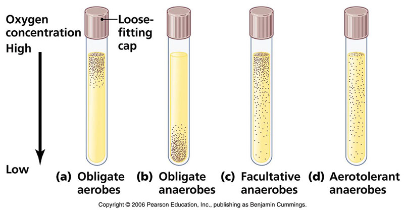 <p>To determine the oxygen requirements of microorganisms and to cultivate fastidious, aerobic, and anaerobic bacteria. <span>The broth naturally forms an oxygen gradient, with high concentrations at the top and zero oxygen at the bottom. This allows microbiologists to classify bacteria as obligate aerobes, obligate anaerobes, facultative anaerobes, or microaerophiles based on where they grow in the tube.</span></p>