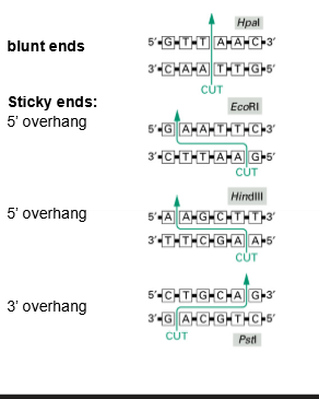 <ul><li><p>Blunt Ends: Frequency of occurrence of restriction sites</p></li><li><p>Sticky Ends: If assume random DNA sequence has equal amounts of each base (A,T, G, C) </p></li><li><p>5’ Overhang: 6 base cutter / 4 base cutter </p></li><li><p>3’ Overhang: The longer the recognition site is the better the specificity </p></li></ul><p></p>