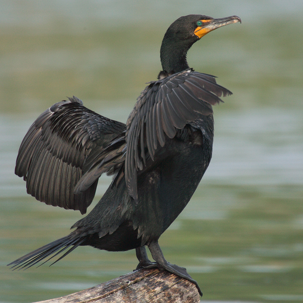 <p>Large body, dark body with orange bare skin at base of bill</p><p>swims like a duck</p><p>finds open perches to spread wings and let feathers dry</p><p>juveniles have paler breast</p>