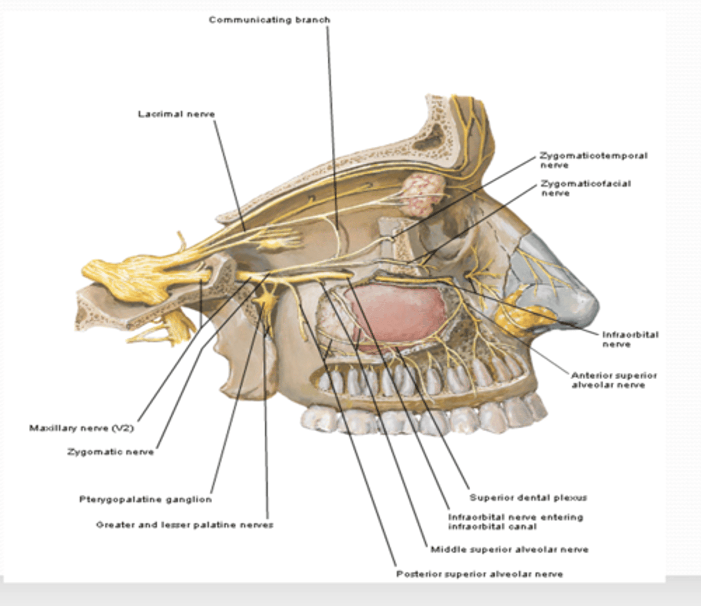 <p>what does the anterior and middle superior alveolar intervate? </p>