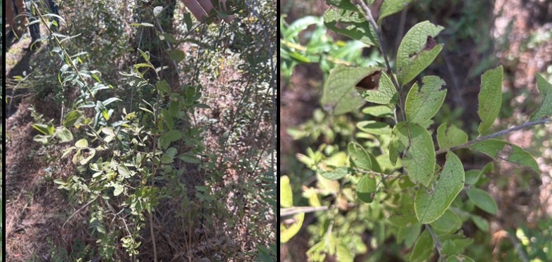 <p>Shrub. Alterate leaves has rough "veiny" surface (bullate?). Leaf underside has tiny golden dots (glands) that rub yellow on paper GOLD GLITTER. Young twigs sparsely to densely pubescent.</p>