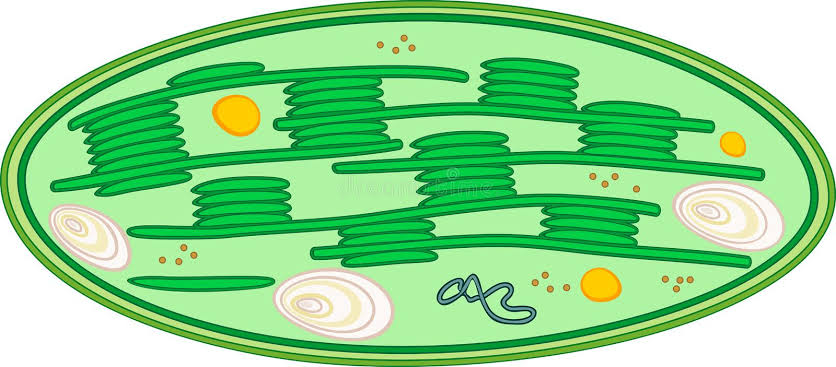 <p><strong>Chloroplast</strong></p>