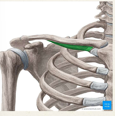 <p>Stabilizes and depresses the clavicle</p>