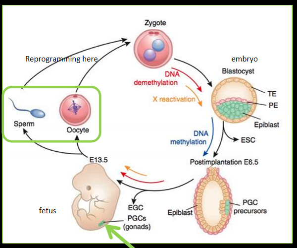 <p>epigenetics modifications regulate cell destiny, important in primordial germ cells (sperm and oocyte), since germ cells develop in utero = early life factors can alter fetal gonadal development = changes in primordial germ cells = transgenerational impacts</p>