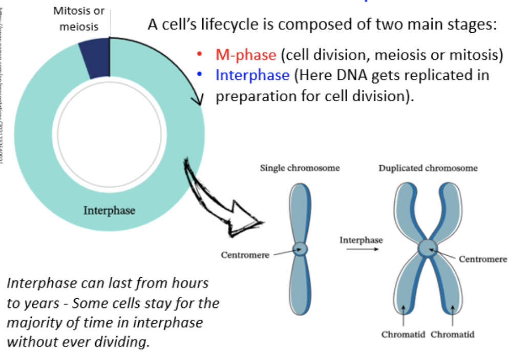 <p>DNA replication in preparation for cell division</p><ul><li><p>a single chromosome is duplicated to form two identical chromatids</p></li><li><p>DNA is in chromatin form</p></li></ul><p></p>