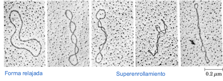 <p>Son moléculas idénticas de ADN (misma secuencia y masa molecular) que difieren únicamente en su estado topológico, es decir, en su número de supervueltas o grado de enrollamiento espacial</p>