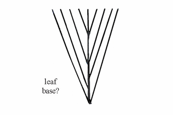 <p>A leaf base that is wedge-shaped, tapering to the petiole.</p>