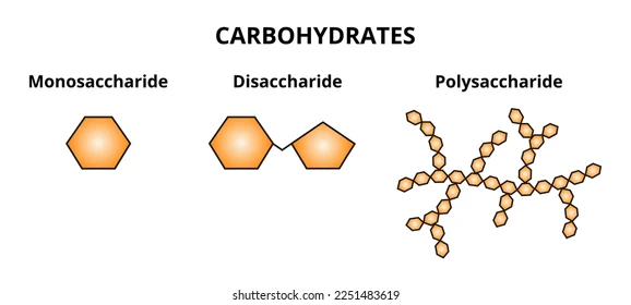 <p>Carbohydrates </p>