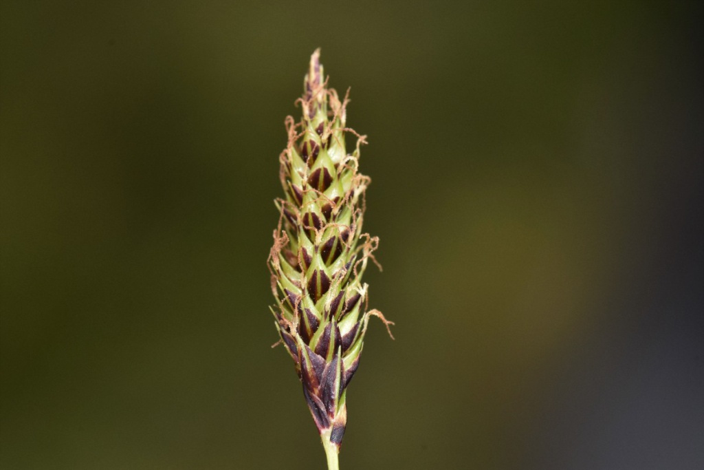<p>Fruits with green ridge up the centre, leaves turn rusty brown</p>