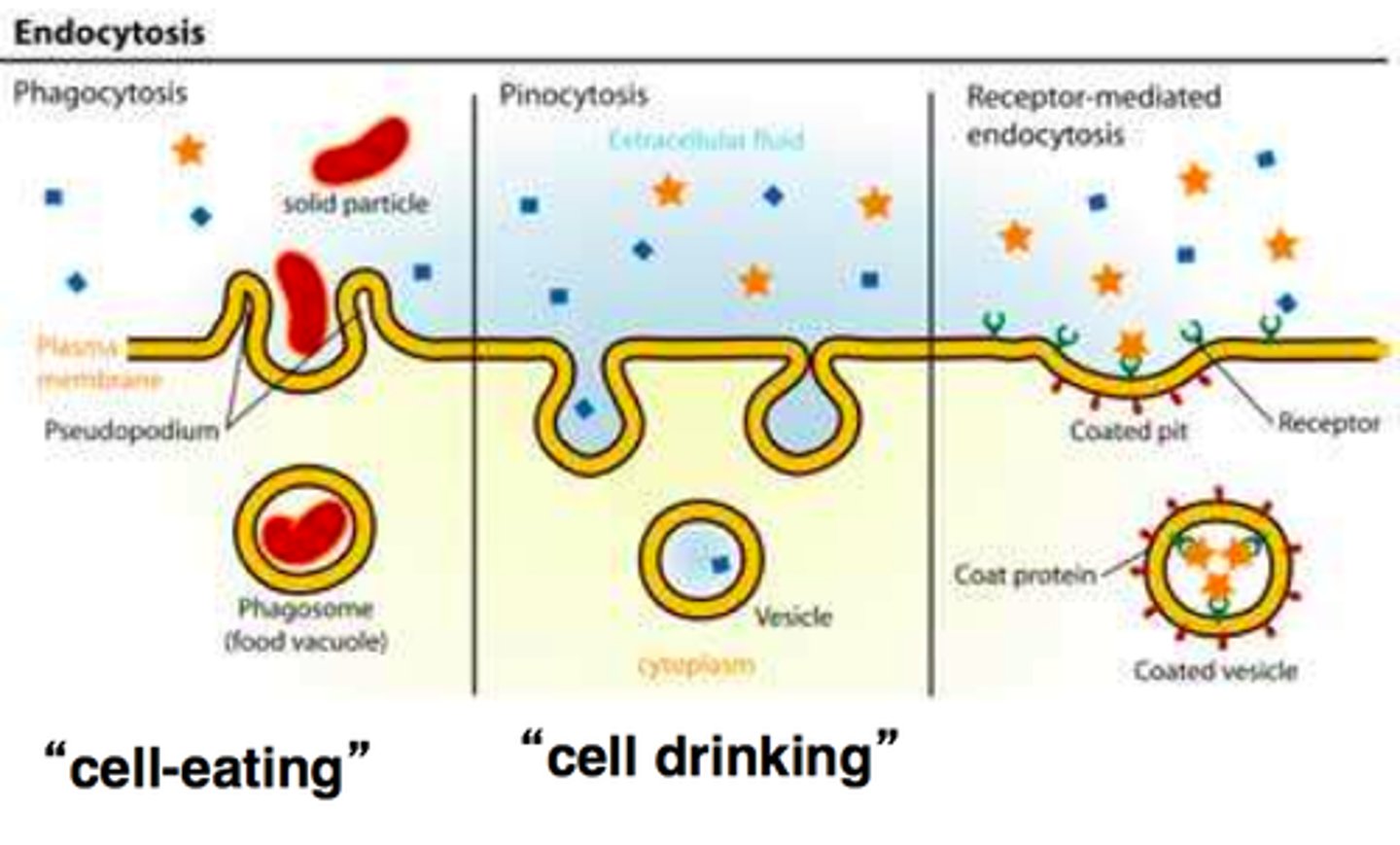 <p>Phagocytosis (solid material), pinocytosis (liquid material), and receptor-mediated endocytosis.</p>