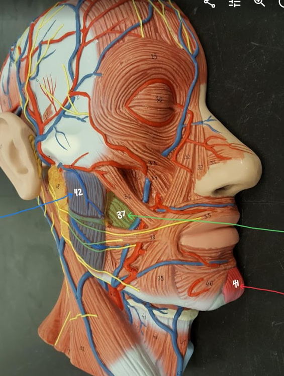 <p>Name structure highlighted in green / #37</p>