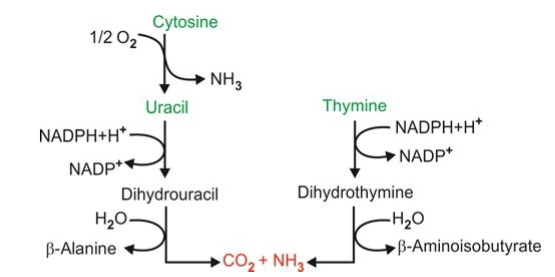 <p>NADPH and results in the synthesis of beta-alanine, beta-aminobutyric acid, ammonia, and CO<sub>2</sub> - uses nucleoside phosphorylase to break the glycosidic bond using NADPH as the reducing power</p>
