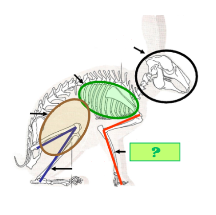 <p>Which pair of limbs are these?</p>