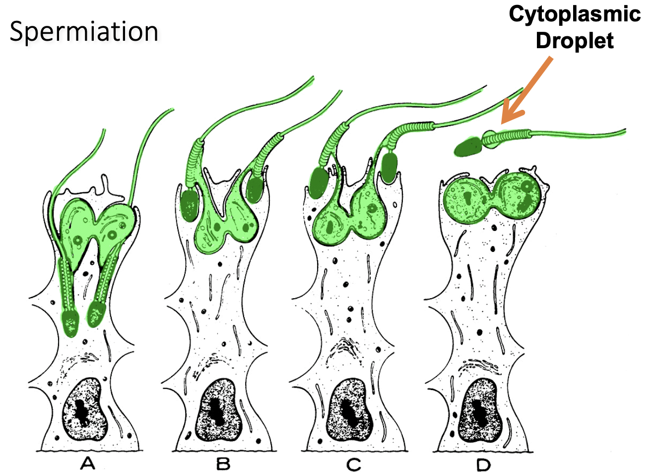 <ul><li><p>Is in mid piece of sperm when moving to epididymis</p></li><li><p>Attached to immature sperm</p></li><li><p>If collecting sperm too quickly/too much, there will be cytoplasmic droplet</p></li></ul><p></p>