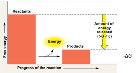 <p>What type of reaction is this</p>