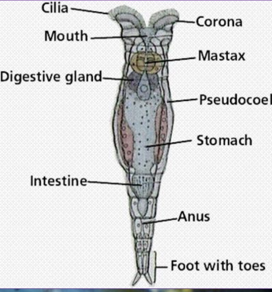<p>Coronoa: Used for movement and feeding</p><p>Mastax: Chewing food</p><p>Incomplete digestive system</p>