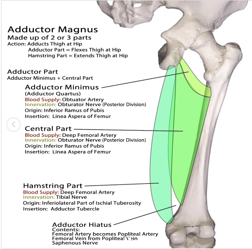 <p>adductor minimus</p>