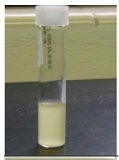 <p>Based on the growth pattern within the tube, what type of anaerobic tolerance is this microorganism?</p>