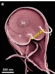 <p>Two nuclei, 4 pair of flagella, 2 median bodies </p>