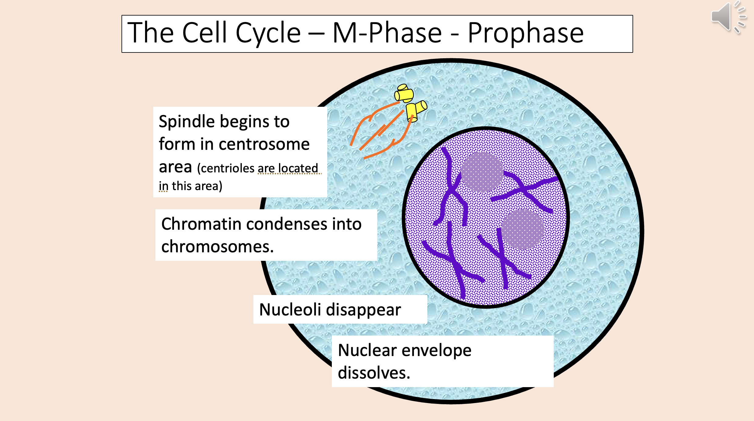 <p><span>prophase</span></p>