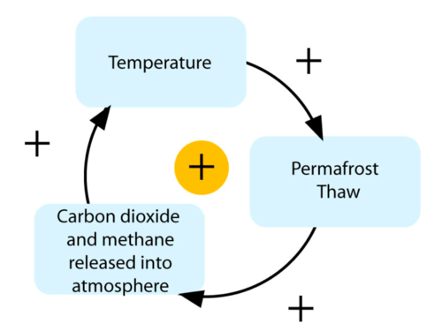 <p>(n) when one change has effects that increase the speed of that change (e.g., when sea ice melts, it no longer bounces sunlight back into space, which increases the temperature and causes more sea ice to melt)</p>