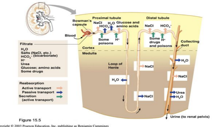 <ul><li><p>glomerular filtration</p></li><li><p>tubular reabsorption</p></li><li><p>tubular secretion</p></li></ul><p></p>